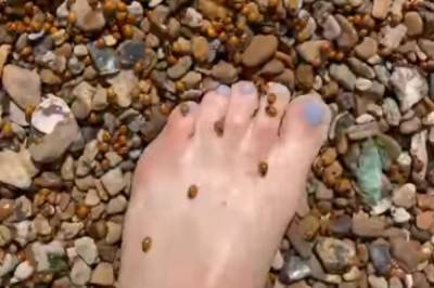 Полчища насекомых захватили украинские пляжи вслед за медузами и блохами: кадры нашествия