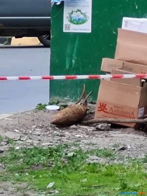 На мусорке в Южно-Сахалинске обнаружили снаряд