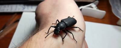 Биологи обнаружили в лапках жуков смазочный материал лучше тефлона