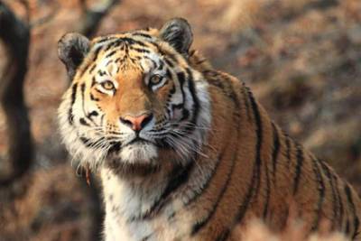 Россиян приговорили к пяти годам за убийство тигра Павлика