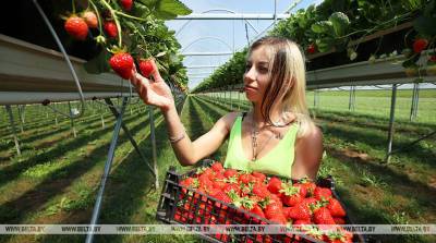 ФОТОФАКТ: 350 т ягод и 15 млн саженцев земляники садовой выращивает в год предприятие Щучинского района