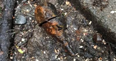 На территории калининградского зоопарка нашли боевую гранату