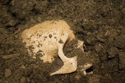 Череп после трепанации нашли на раскопках древностей в Ингушетии