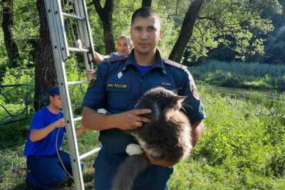 Белгородские пожарные сняли с высокого дерева домашнего кота