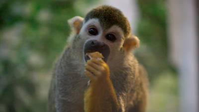 Коронавирус и приматы: в зоопарке Челябинска ввели карантин для обезьян