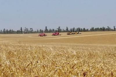 Ставропольский губернатор сообщил о росте урожайности зерновых