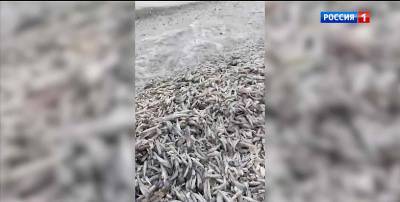 Минприроды РО: возможная причина гибели рыбы в Цимлянском водохранилище - недостаток кислорода