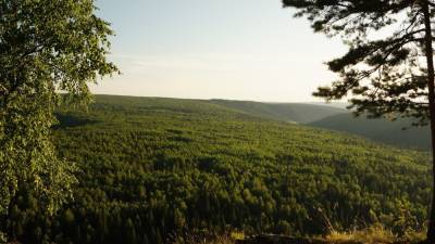 Площадь зеленых лесов России увеличилась на 40%
