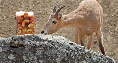 Животных в Тбилисском зоопарке накормили фруктовым льдом - фото