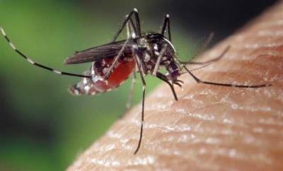 На Одесчине после ливней и жары - нашествие комаров