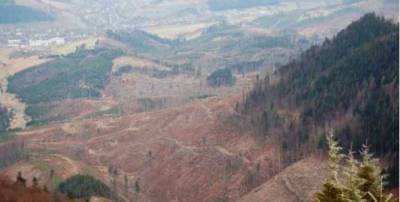 Верховная Рада хочет разрешить Кабмину управлять исчезающими лесами