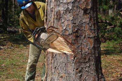 В Ярославле выяснили, кто рубил деревья в заповедном бору