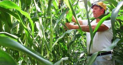 Министр экономики Украины предложил выращивать кукурузу в Чернобыльской зоне