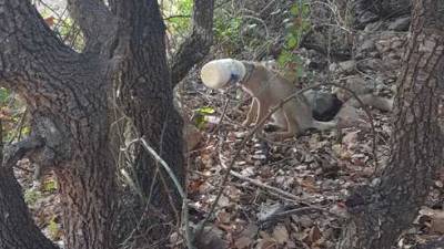 В лесу Кармель обнаружился лис с банкой майонеза вместо головы: как спасли животное