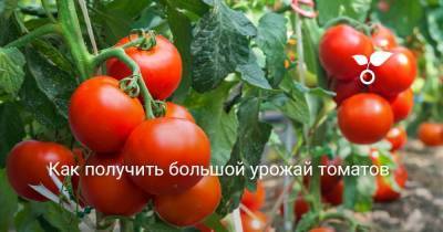 Как получить большой урожай томатов - skuke.net