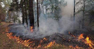 В Смоленской области загорелся лес