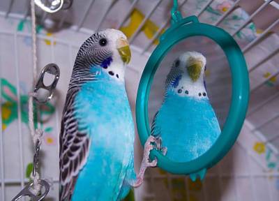 Почему каждому попугаю необходимо зеркало – и другие особенности поведения