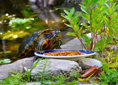 Лучше всего - рыба: чем кормить водную черепаху в домашних условиях