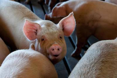 Вспышки африканской чумы свиней зафиксировали в Струго-Красненском и Порховском районах