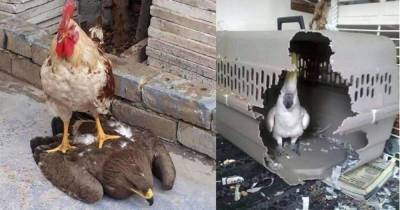 Забавные фотографии птиц, которые возомнили себя непобедимыми бойцами: от злого какаду до петуха-Люцифера