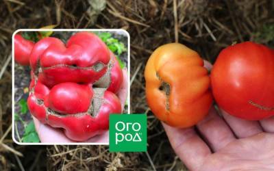 Рубцы и полоски на помидорах: почему плоды порой напоминают кошачью мордочку?