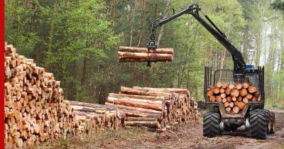 Вопрос бревном: что будет с ценами на древесину в России