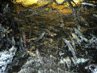 DM: Биологи нашли в Чехии наркозависимых рыб