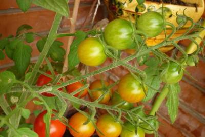 Названа лучшая подкормка помидоров в июле для хорошего урожая