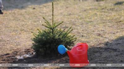 В Витебской области стартует акция по поливу молодых деревьев