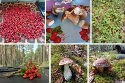 Ягодный сезон открыт: чернику и землянику начали собирать в лесах Новосибирской области