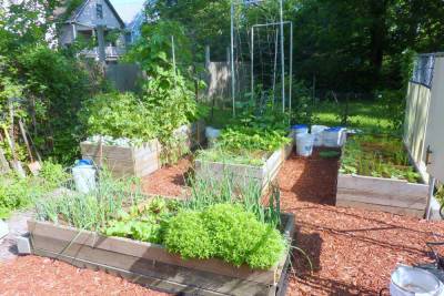 Садоводы указали на 5 быстрорастущих овощей для посадки в июле