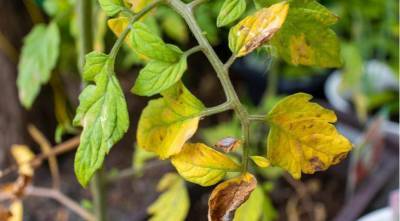 Почему желтеют листья томатов и как этого избежать: 7 главных причин - skuke.net