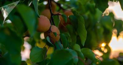 Армянские абрикосы расходятся на французском рынке на ура — экспорт растет