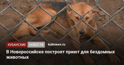 В Новороссийске построят приют для бездомных животных