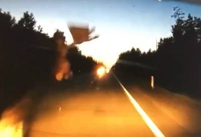 Лось выскочил на дорогу и столкнулся с машиной в Ленобласти – видео