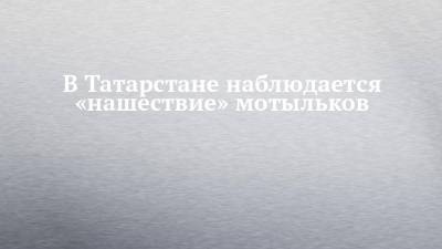 В Татарстане наблюдается «нашествие» мотыльков