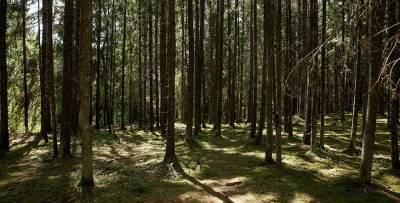 Запреты и ограничения на посещение лесов действуют в 31 районе Беларуси