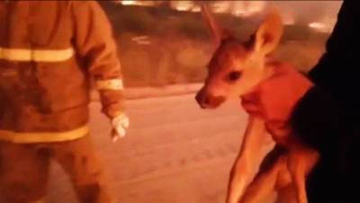 Под Челябинском спасатели вытащили из лесного пожара олененка
