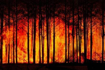 В Карелии горит уже 250 га леса