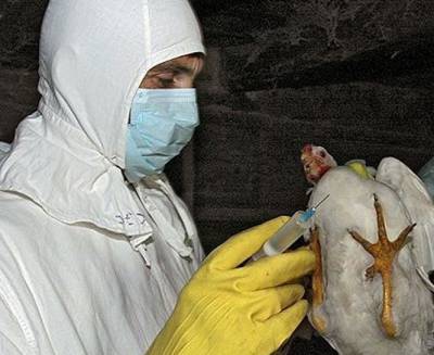 Еще в одном заказнике Тюменской области от птичьего гриппа погибли пеликаны