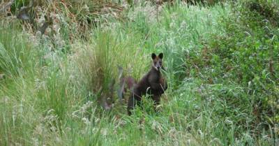 В окрестностях Лиепаи разыскивают кенгуру-валлаби Сиднея сбежавшего из мини-зоопарка