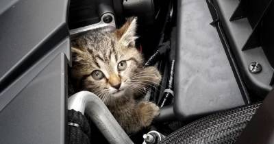 Что делать, если кот беспрерывно мяукает в машине, и почему так происходит