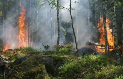 Лесные пожары в Ленобласти: как действовать, чтобы не стать жертвой стихии