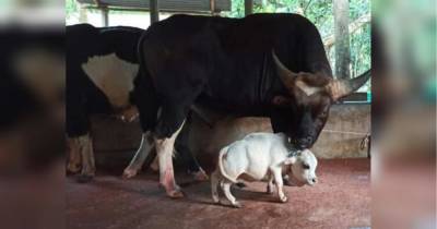 Зріст в загривку найменшої у світі корови — 51 сантиметр