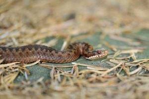 В Ивано-Франковской области троих детей укусила змея: они в реанимации