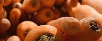 В магазинах Оренбургской области морковь нового урожая продают по 140 рублей