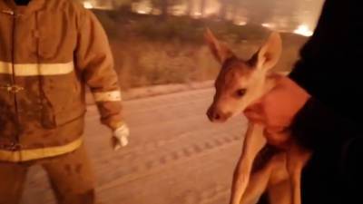 Под Челябинском оленёнка спасли от лесного пожара