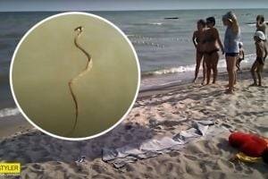 В Приморске на пляжах появились змеи. ВИДЕО