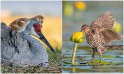 Удивительные фото птиц с конкурса Audubon Photography