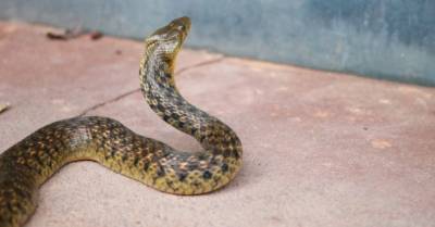 На Прикарпатье трое детей попали в реанимацию из-за укусов змей